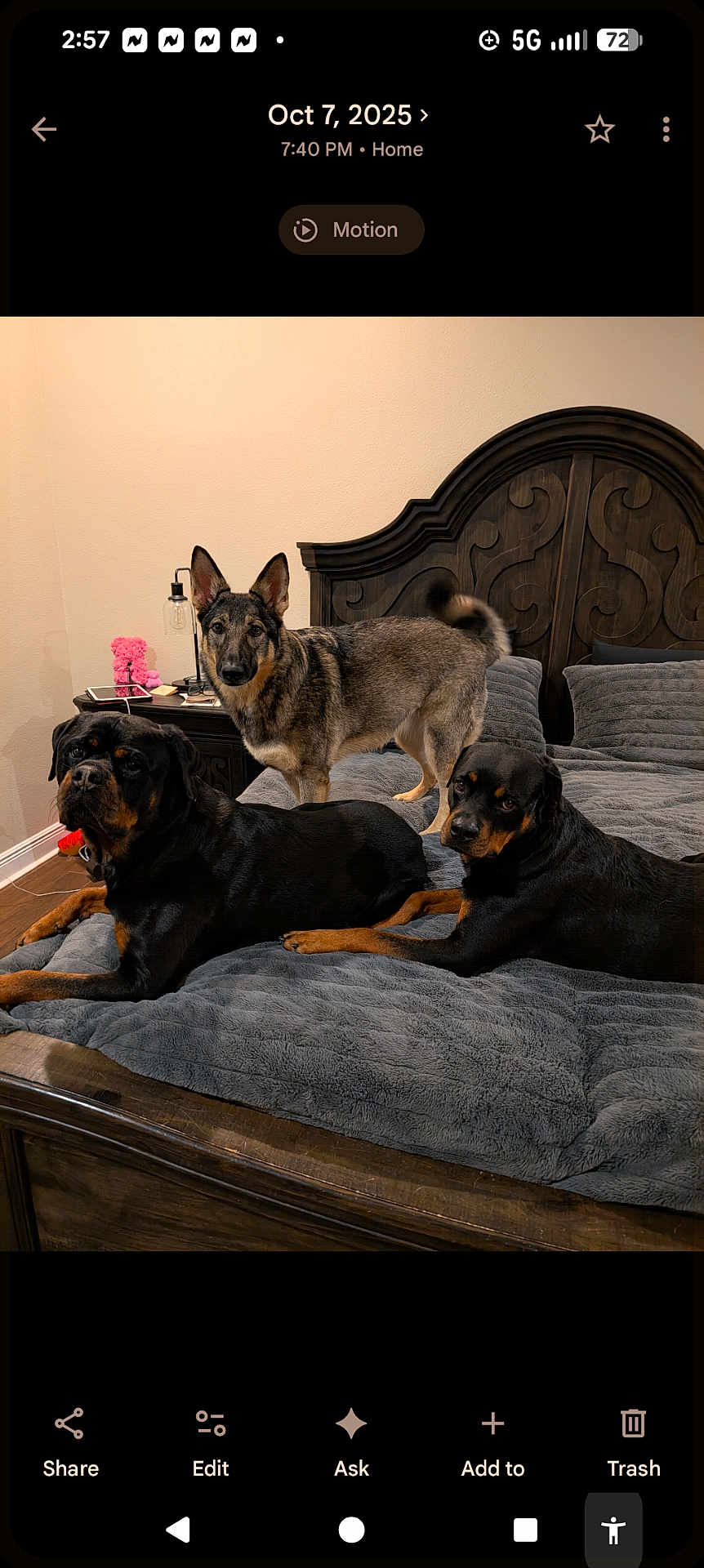 Luna Ripp Achilles joined the competition — help win amazing prizes! bed, bedroom, blanket, dog, dogs, floor, fur, german_shepherd, headboard, indoor, lamp, looking_at_camera, nightstand, pet, pillow, plush_toy, rottweiler, smartphone_screenshot, three_animals, wooden_furniture