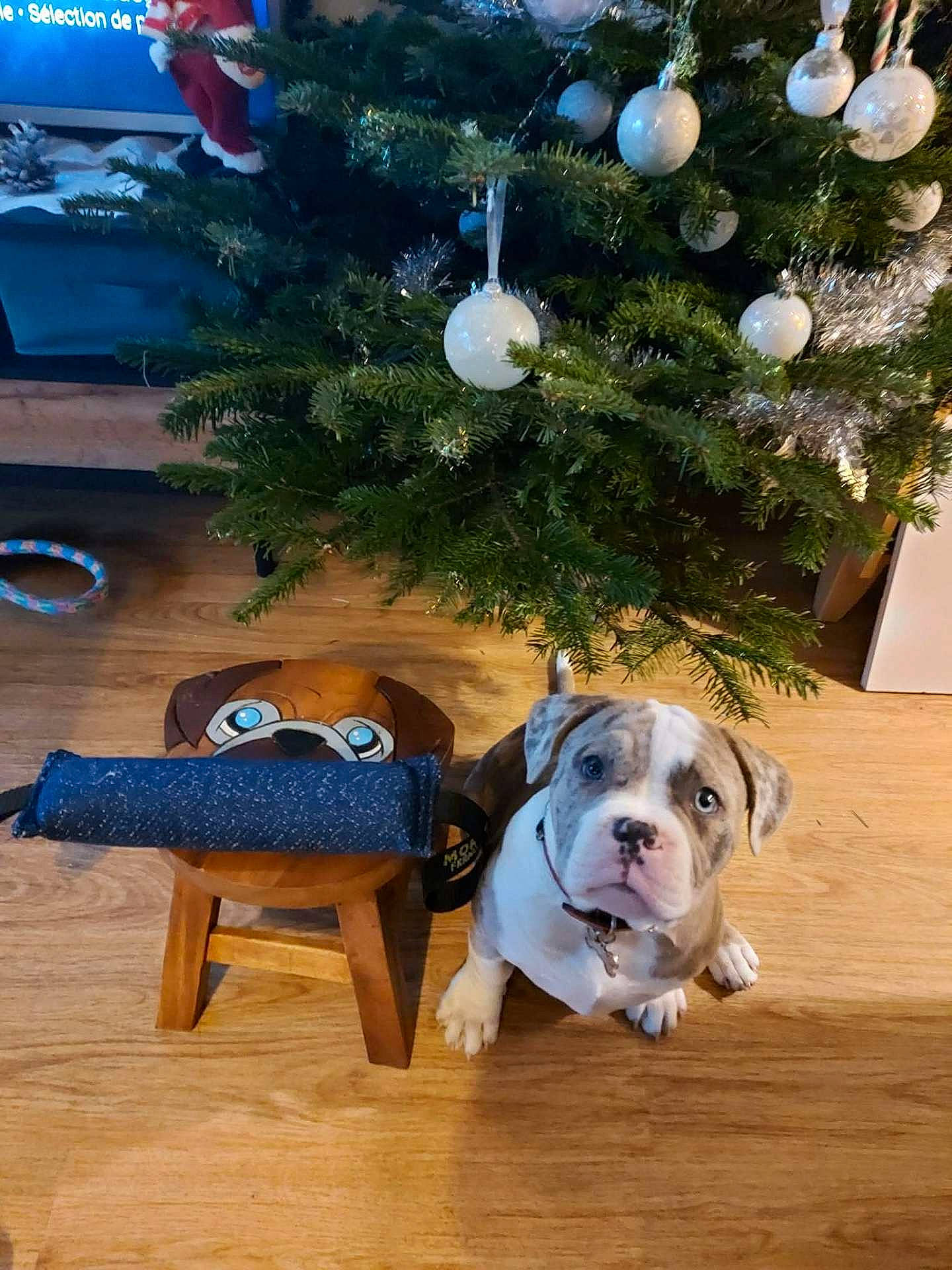 Seven participe au concours pour gagner de l'argent avec cette photo : animal, bulldog_puppy, cartoon_face, christmas_decorations, christmas_tree, cute, decorated_tree, dog, domestic_dog, festive, floor, holiday, indoor, pet, puppy, silver_tinsel, small_dog, stool, white_baubles, wooden_floor