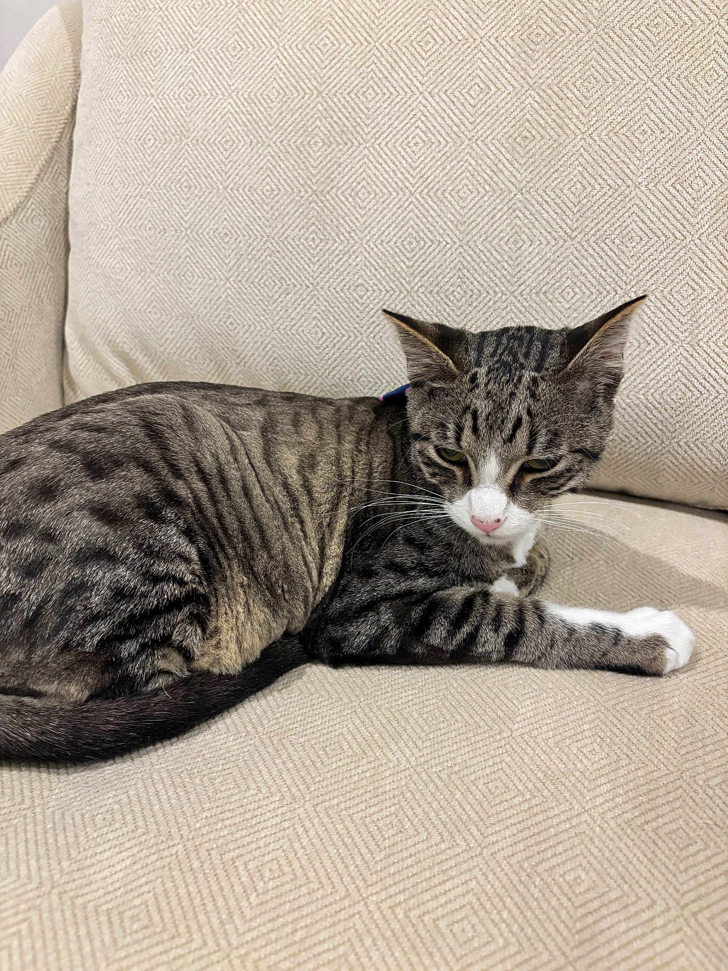 Cloud is registered to the contest to win money with this photo: cat, tabby, animal, pet, feline, striped, relaxed, couch, furniture, indoor, whiskers, ears, paw, resting, beige, texture, closeup, domestic, laying, cute