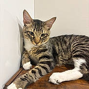 Taro is registered to the contest to win money with this photo: cat, tabby, striped, white_paws, relaxed, lounging, wooden_surface, indoor, pet, animal, feline, whiskers, ears, curious, stretching, shadow, calm, cute, domestic_cat, mammal