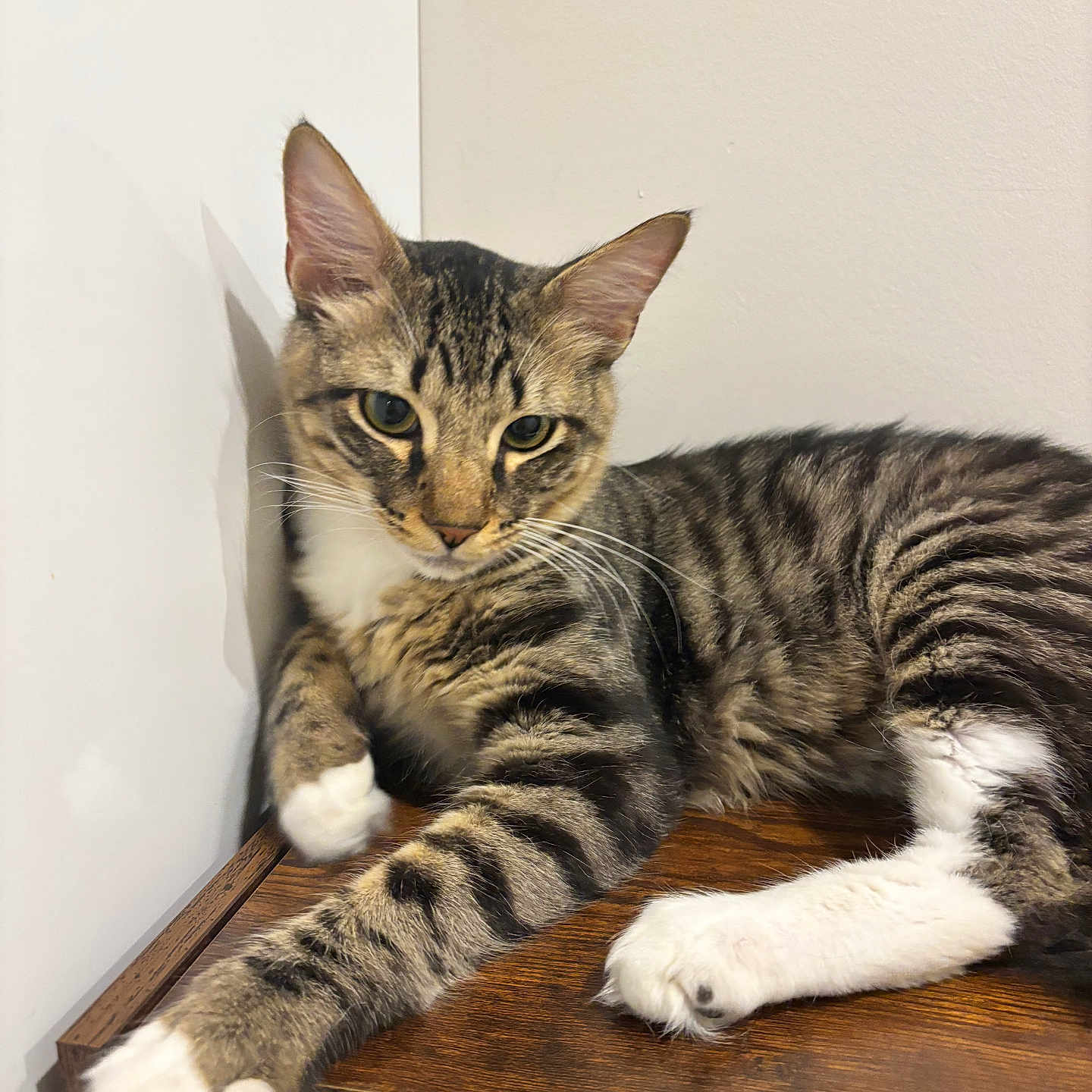 Taro is registered to the contest to win money with this photo: animal, calm, cat, curious, cute, domestic_cat, ears, feline, indoor, lounging, mammal, pet, relaxed, shadow, stretching, striped, tabby, whiskers, white_paws, wooden_surface