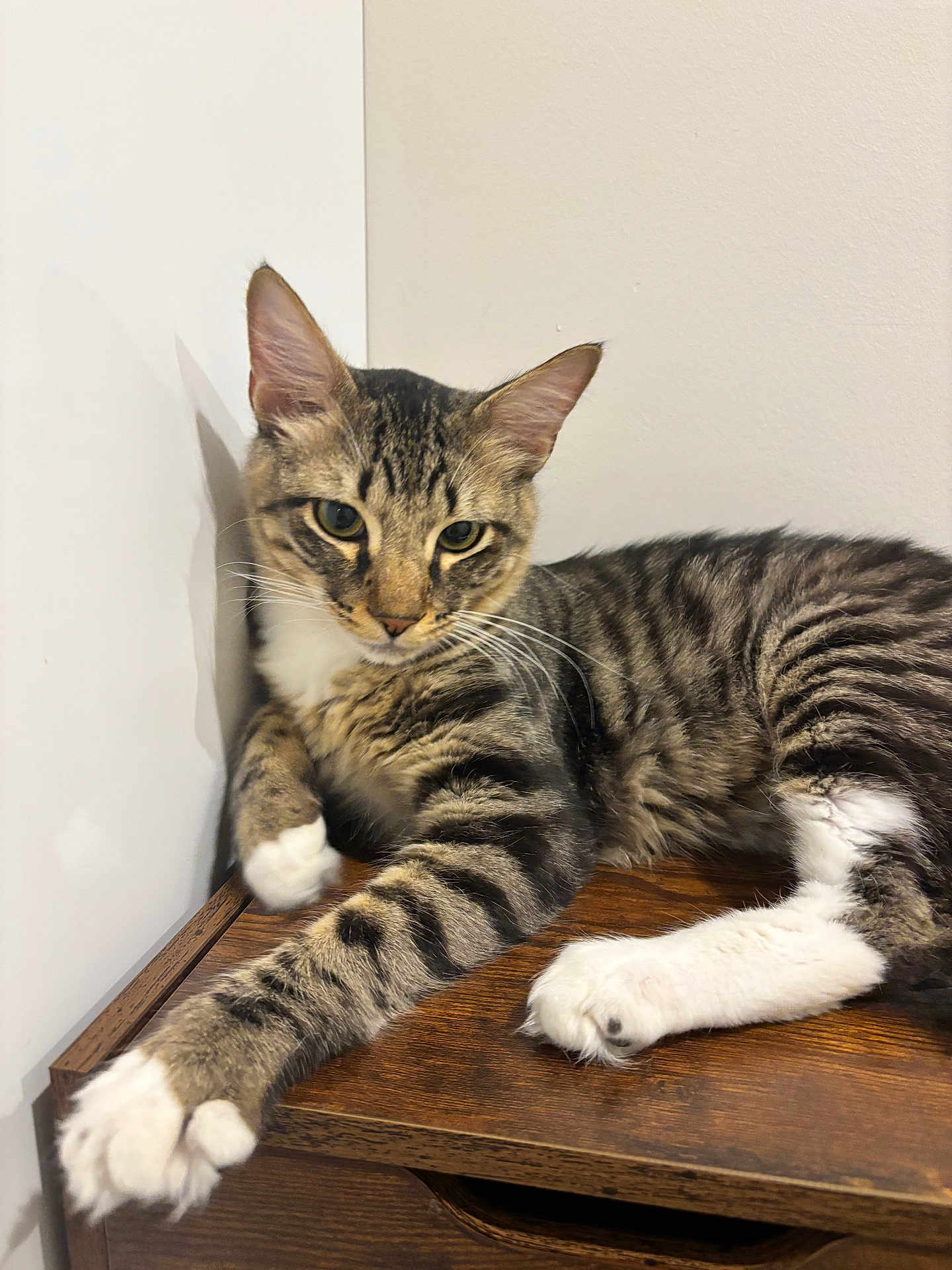 Taro is registered to the contest to win money with this photo: cat, tabby, striped, white_paws, relaxed, lounging, wooden_surface, indoor, pet, animal, feline, whiskers, ears, curious, stretching, shadow, calm, cute, domestic_cat, mammal