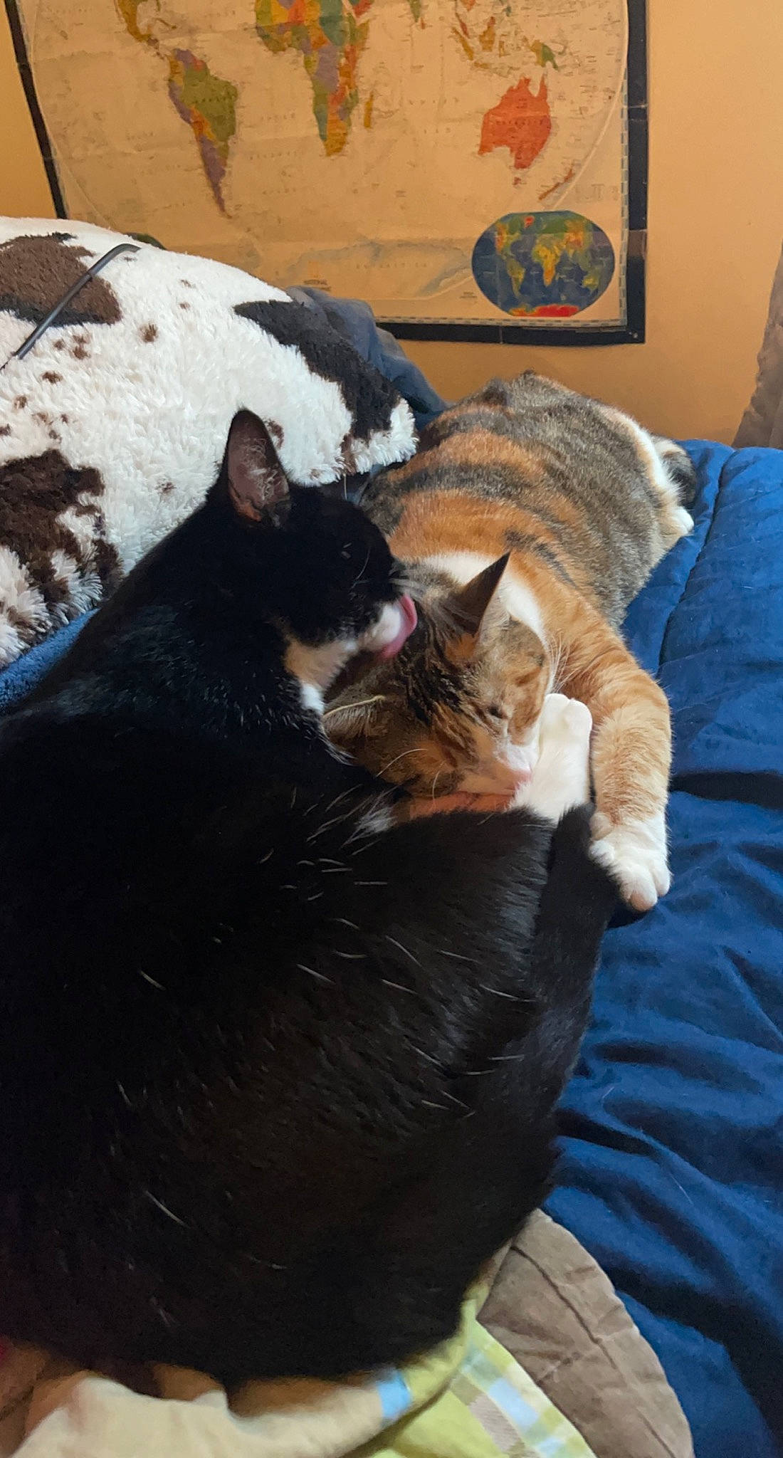 Kimba is registered to the contest to win money with this photo: black_cat, brown, carnivore, cat, cat_supply, comfort, dog_breed, domestic_short_haired_cat, felidae, fur, nap, picture_frame, small_to_medium_sized_cats, snout, snow, tail, tree, whiskers, window, wood