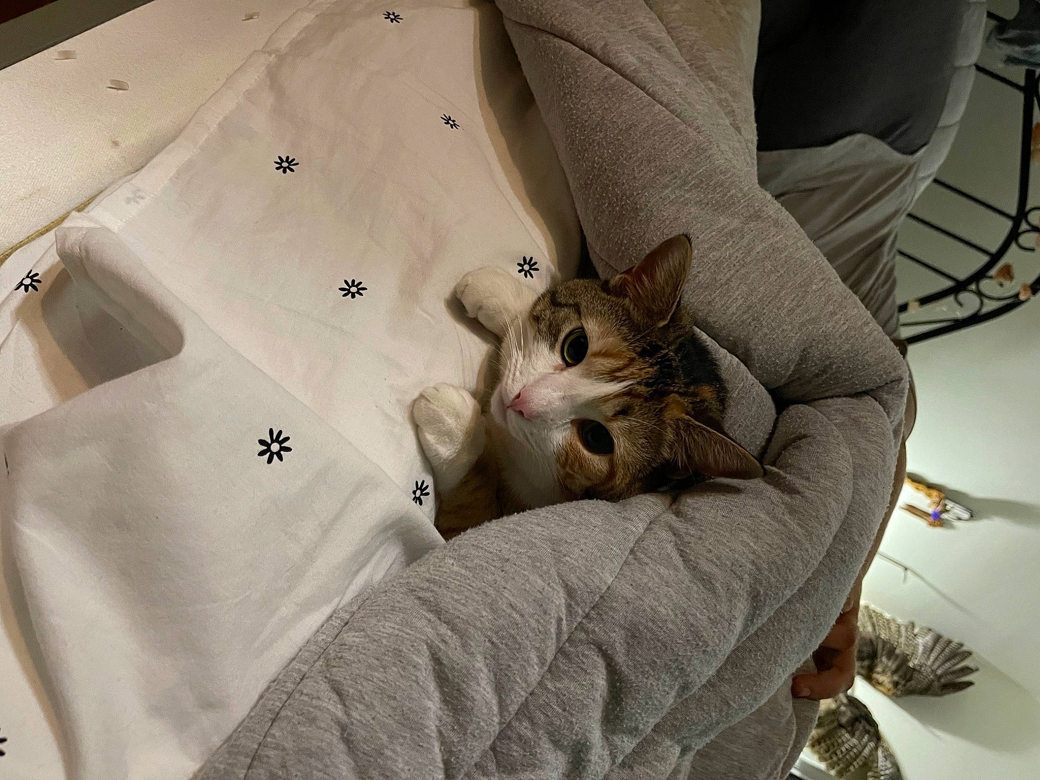 Kimba is registered to the contest to win money with this photo: bedding, carnivore, cat, comfort, domestic_short_haired_cat, fawn, felidae, fur, hand, linens, paper_product, room, sleeve, small_to_medium_sized_cats, t_shirt, whiskers