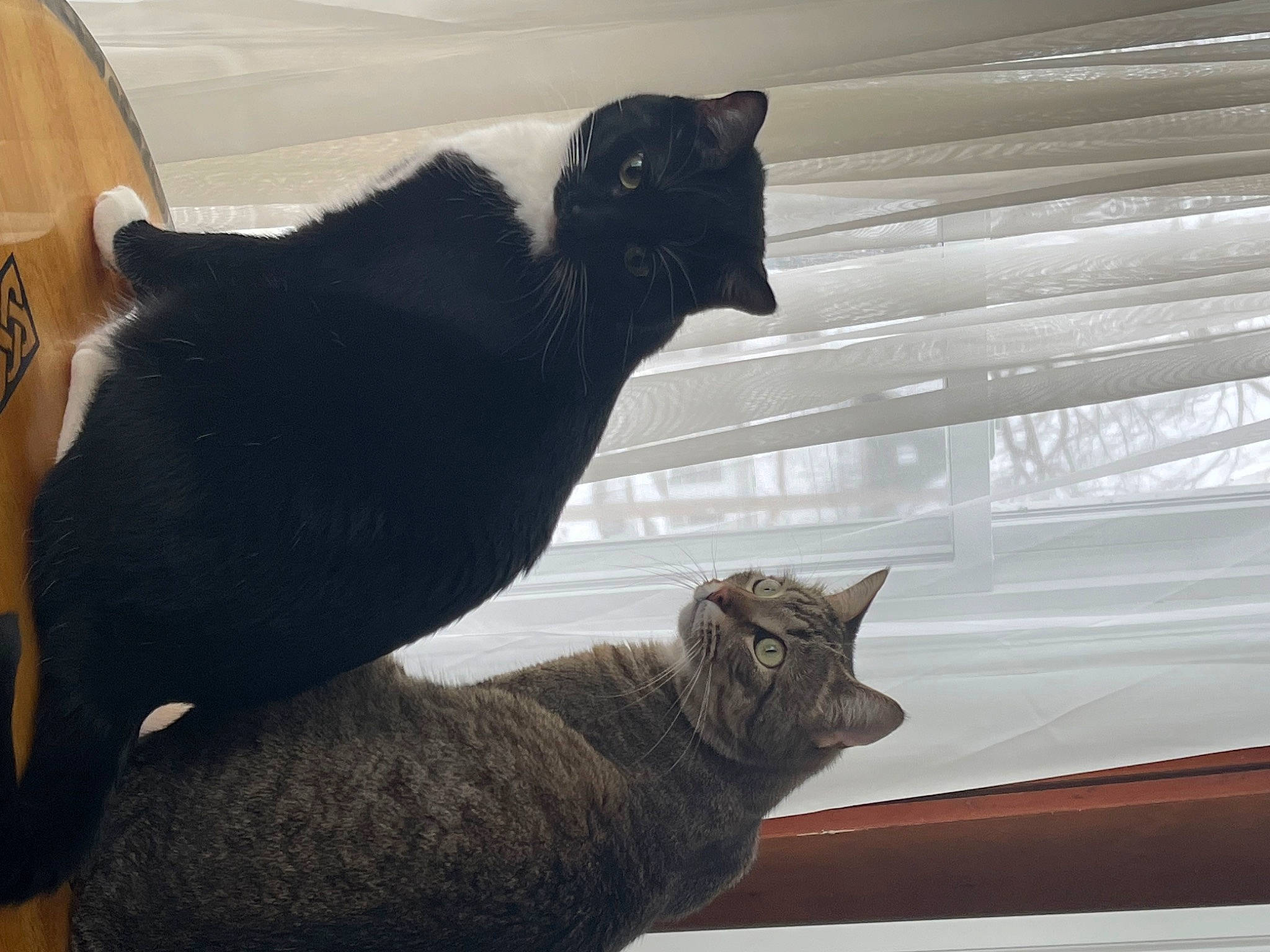 Zuki joined the competition — help win amazing prizes! black_cat, carnivore, cat, cat_supply, claw, comfort, domestic_short_haired_cat, felidae, fur, grey, paw, shadow, sitting, small_to_medium_sized_cats, snout, tail, tints_and_shades, whiskers, window, wood