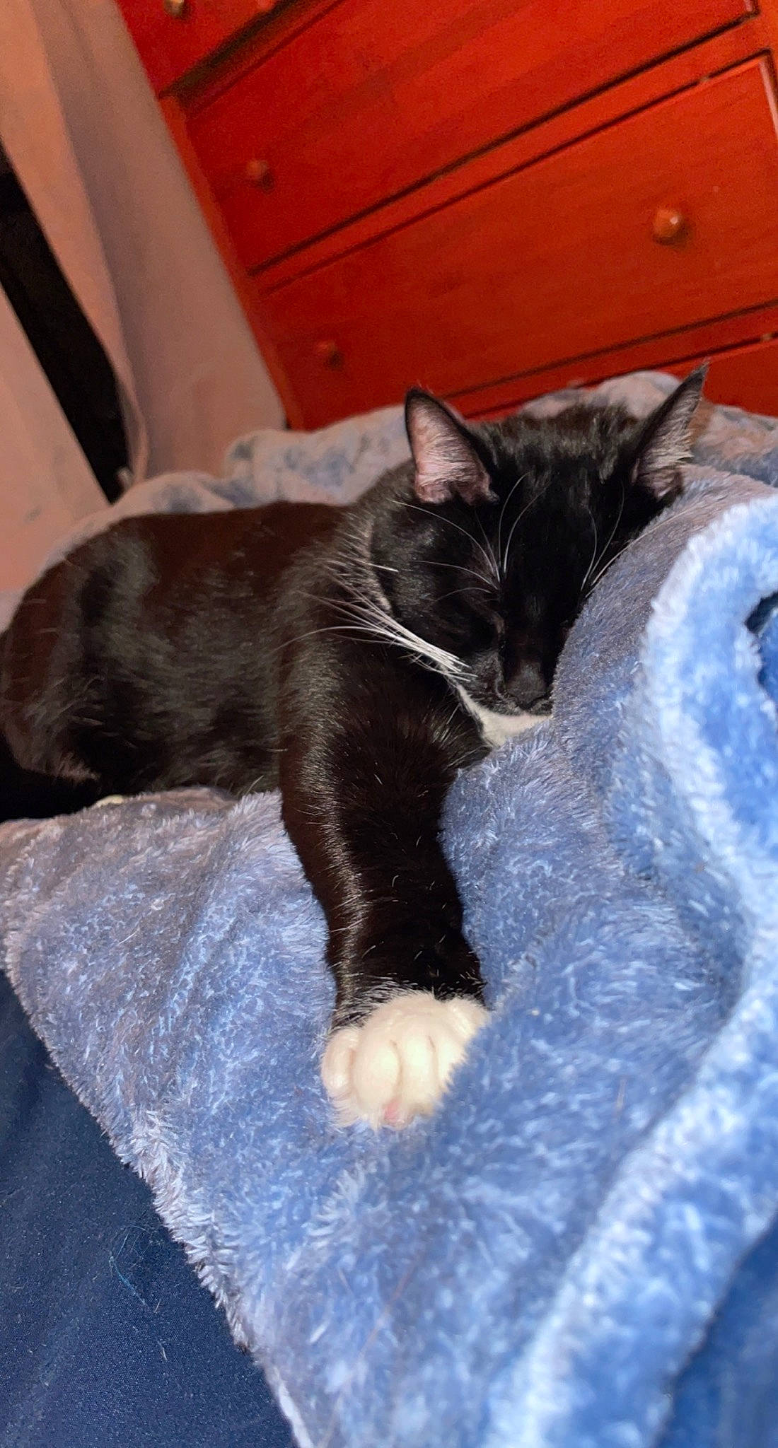 Zuki joined the competition — help win amazing prizes! black_cat, bombay, carnivore, cat, cat_bed, cat_supply, claw, comfort, dog_breed, domestic_short_haired_cat, felidae, fur, grey, nap, paw, small_to_medium_sized_cats, tail, terrestrial_animal, whiskers