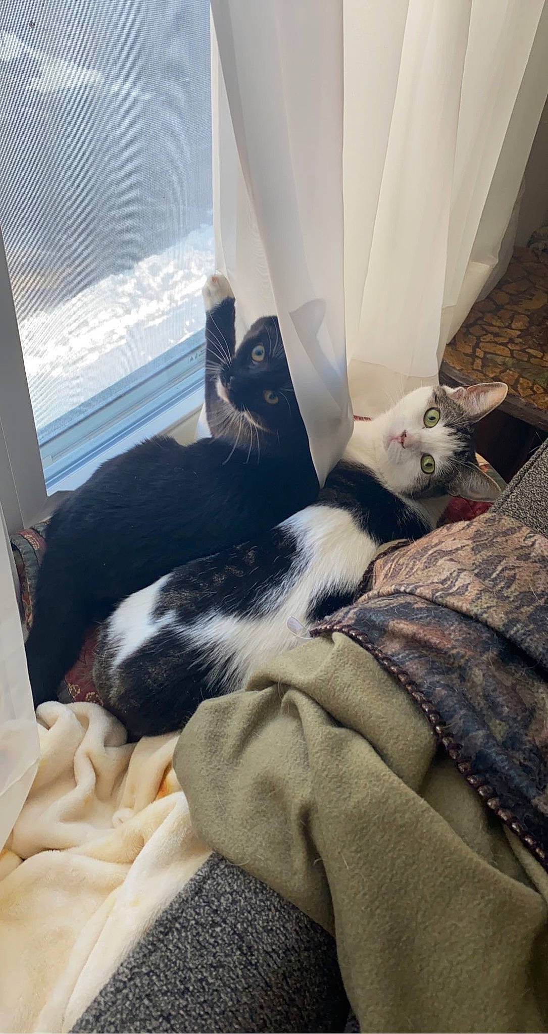 Zuki joined the competition — help win amazing prizes! bedding, carnivore, cat, cloud, comfort, companion_dog, domestic_short_haired_cat, felidae, fur, human_leg, lap, linens, paw, room, small_to_medium_sized_cats, tail, whiskers, window, window_treatment, wood