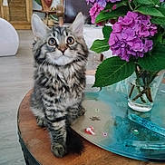 Blue a rejoint le concours — aidez-le/la à gagner de superbes lots ! kitten, cat, tabby, flower, hydrangea, vase, table, wood, indoor, plant, leaf, pet, curious, sitting, cute, feline, fur, closeup, domestic, decor