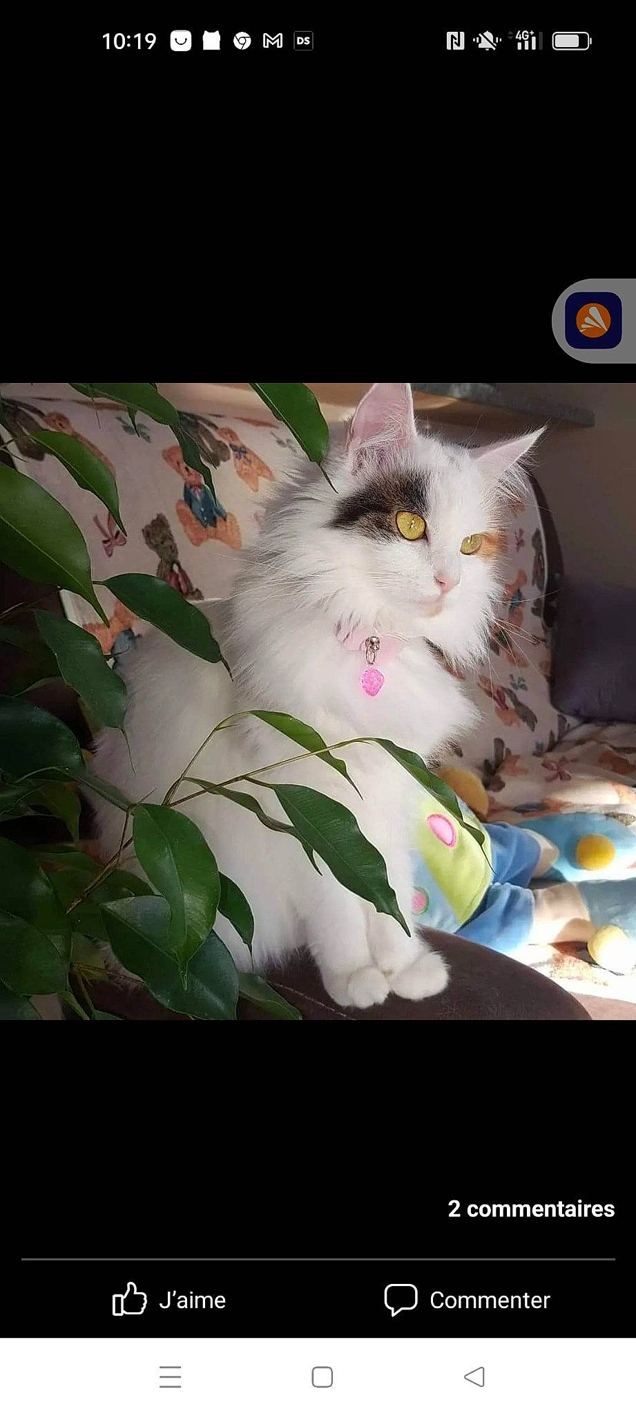 Hermès participe au concours pour gagner de l'argent avec cette photo : automotive_lighting, box, carnivore, cat, domestic_short_haired_cat, drawer, felidae, fur, paw, petal, photo_caption, plant, rectangle, sitting, small_to_medium_sized_cats, whiskers