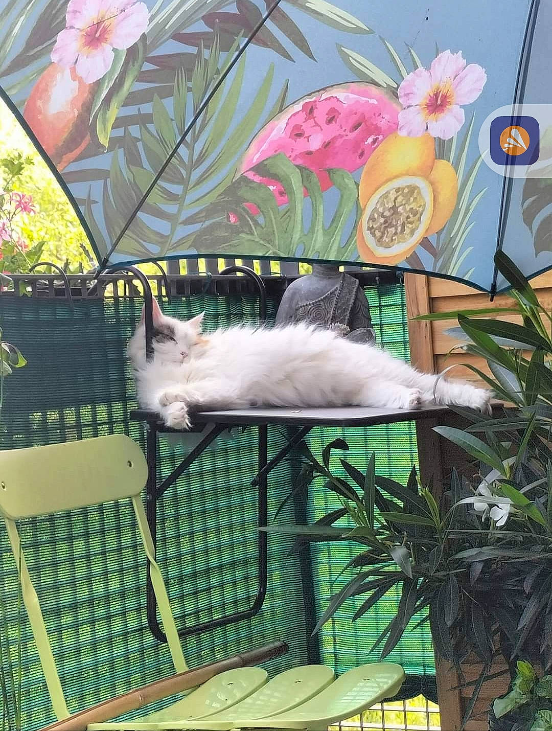 Hermès participe au concours pour gagner de l'argent avec cette photo : art, canidae, carnivore, cat, felidae, flower, fur, grass, linens, petal, plant, small_to_medium_sized_cats, tail, whiskers