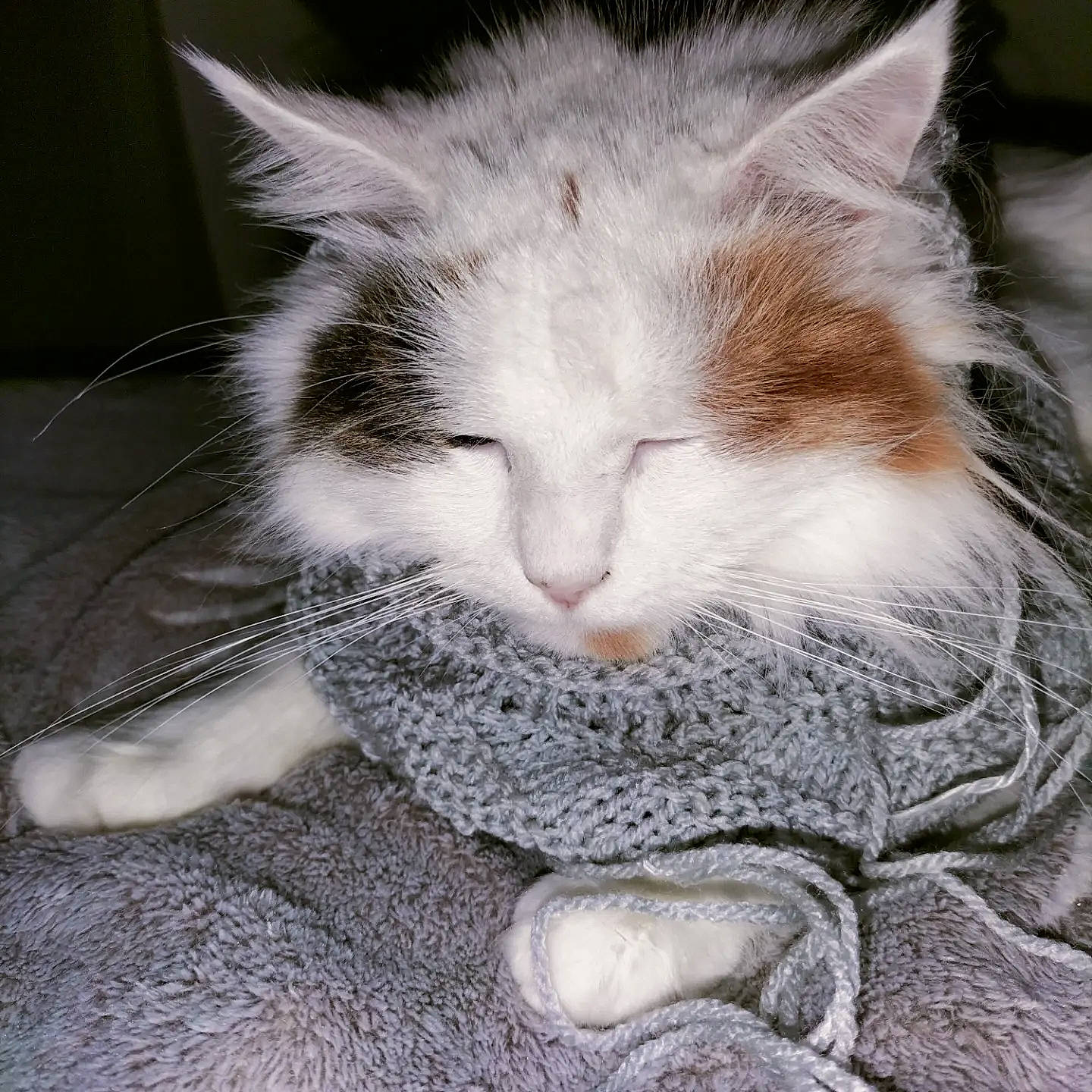 Hermès a rejoint le concours — aidez-le/la à gagner de superbes lots ! carnivore, cat, claw, comfort, domestic_short_haired_cat, ear, felidae, fur, grey, nap, paw, sleep, small_to_medium_sized_cats, snout, tail, terrestrial_animal, whiskers, window