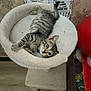 kitten, cat, tabby, pet, animal, indoor, cat_bed, furniture, curious, young, striped, cozy, resting, looking_up, floor, home, cute, small, ears, whiskers