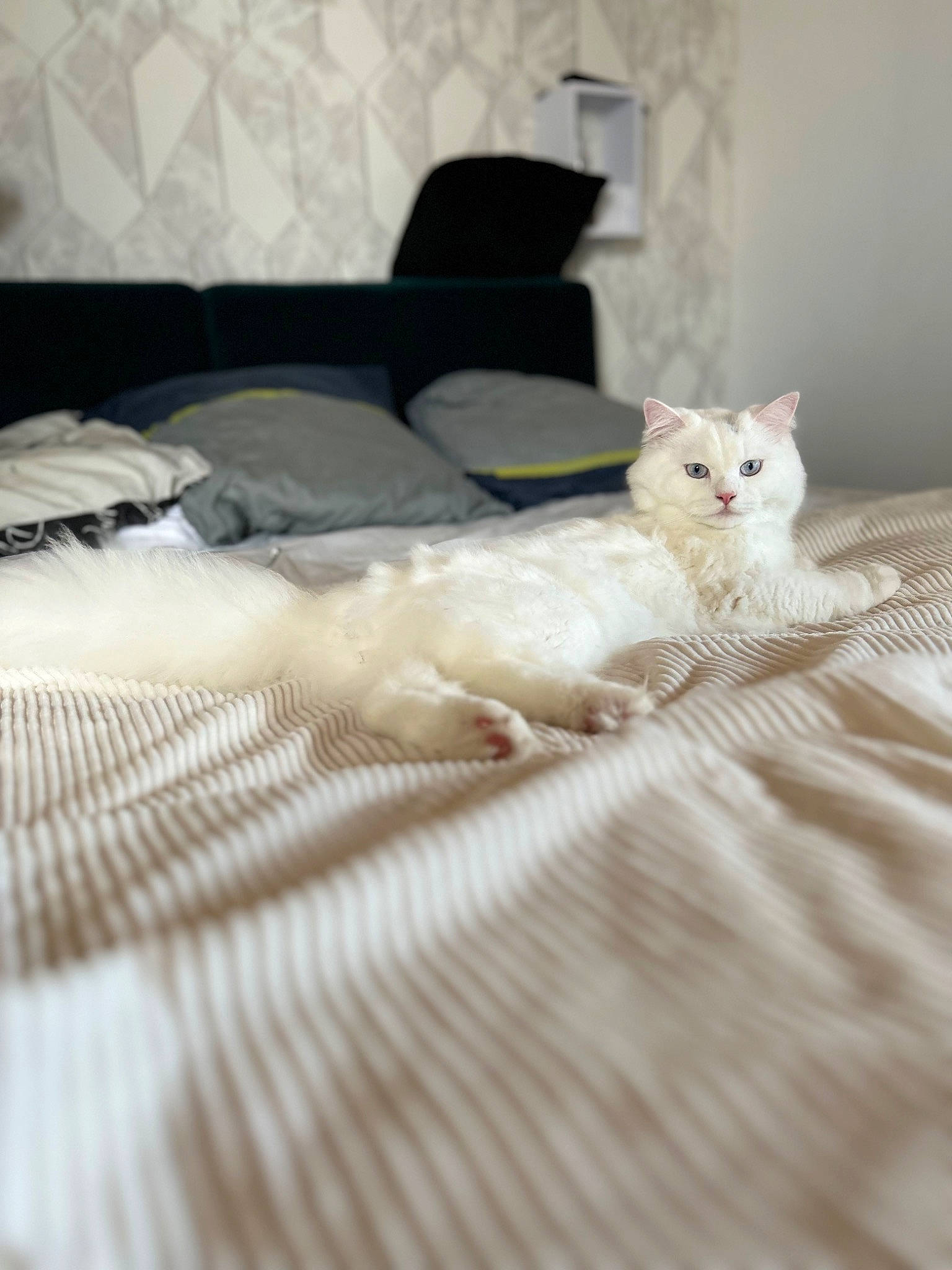 Tigrou participe au concours pour gagner de l'argent avec cette photo : bed, bedding, carnivore, cat, comfort, couch, duvet, felidae, floor, flooring, fur, furniture, grey, hardwood, linens, room, small_to_medium_sized_cats, tail, whiskers, wood