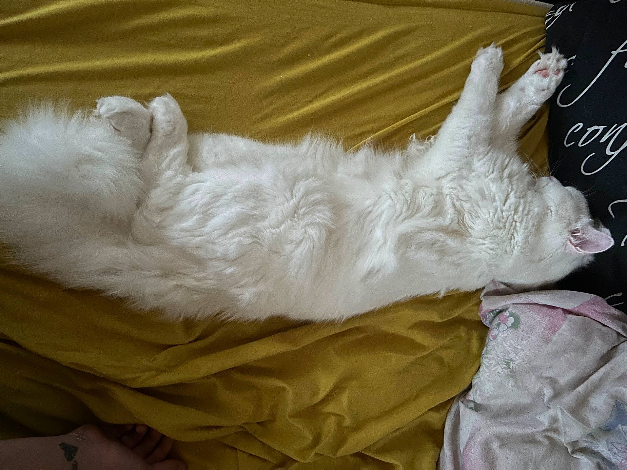 Tigrou a rejoint le concours — aidez-le/la à gagner de superbes lots ! bedding, carnivore, cat, claw, comfort, companion_dog, couch, dog_breed, duvet, fawn, felidae, foot, fur, gesture, linens, nap, paw, small_to_medium_sized_cats, tail, whiskers