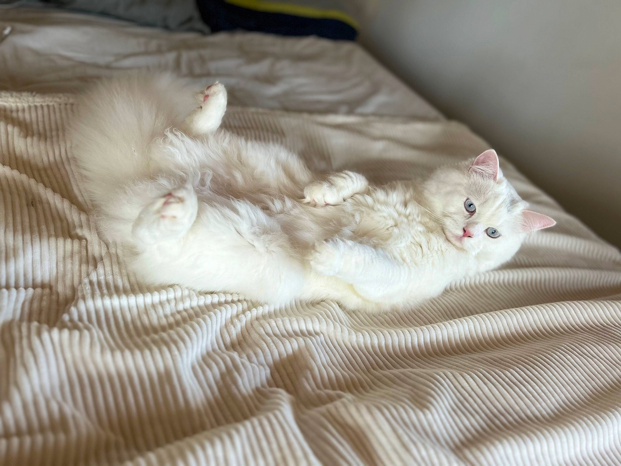 Tigrou a rejoint le concours — aidez-le/la à gagner de superbes lots ! bed, bedding, carnivore, cat, comfort, domestic_short_haired_cat, duvet, fawn, felidae, flooring, fur, grey, linens, nap, pattern, paw, small_to_medium_sized_cats, tail, whiskers, wood