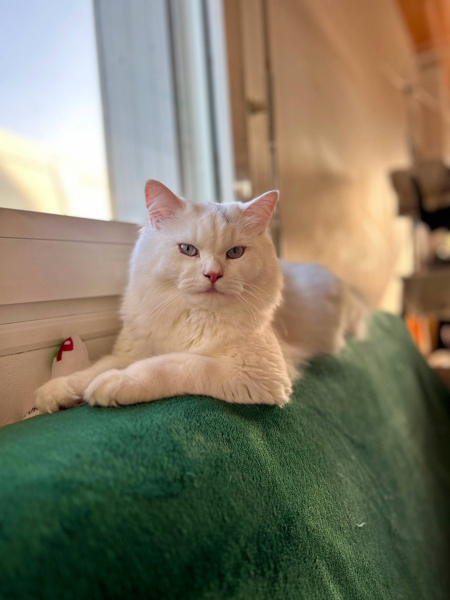 Tigrou a rejoint le concours — aidez-le/la à gagner de superbes lots ! carnivore, cat, claw, comfort, domestic_short_haired_cat, eye, fawn, felidae, fur, paw, sitting, small_to_medium_sized_cats, snout, tail, terrestrial_animal, whiskers, window, wood