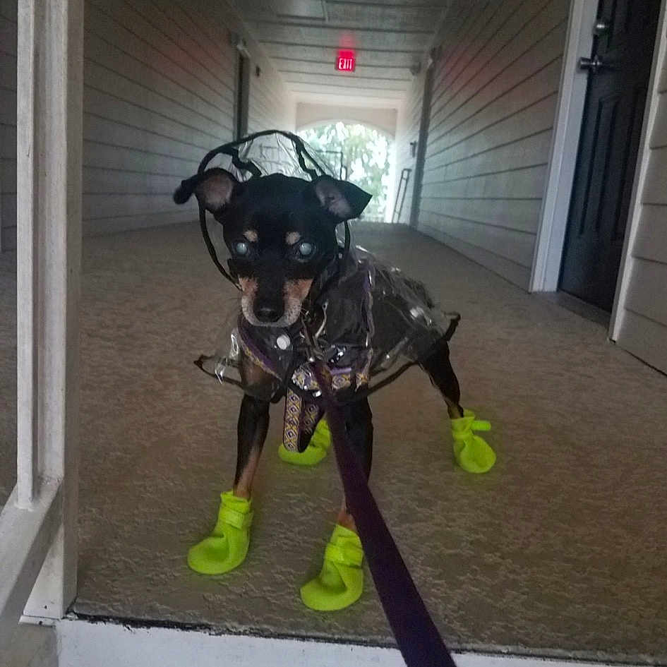 Deuce is registered to the contest to win money with this photo: bridle, canidae, guard_dog, non_sporting_group, sporting_group