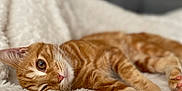 Tigrou a rejoint le concours — aidez-le/la à gagner de superbes lots ! cat, orange_tabby, pet, feline, relaxed, indoor, blanket, sofa, fur, whiskers, closeup, laying_down, cozy, sleepy, cute, domestic_animal, paw, soft_texture, resting, animal