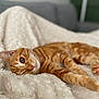 cat, orange_tabby, pet, feline, relaxed, indoor, blanket, sofa, fur, whiskers, closeup, laying_down, cozy, sleepy, cute, domestic_animal, paw, soft_texture, resting, animal