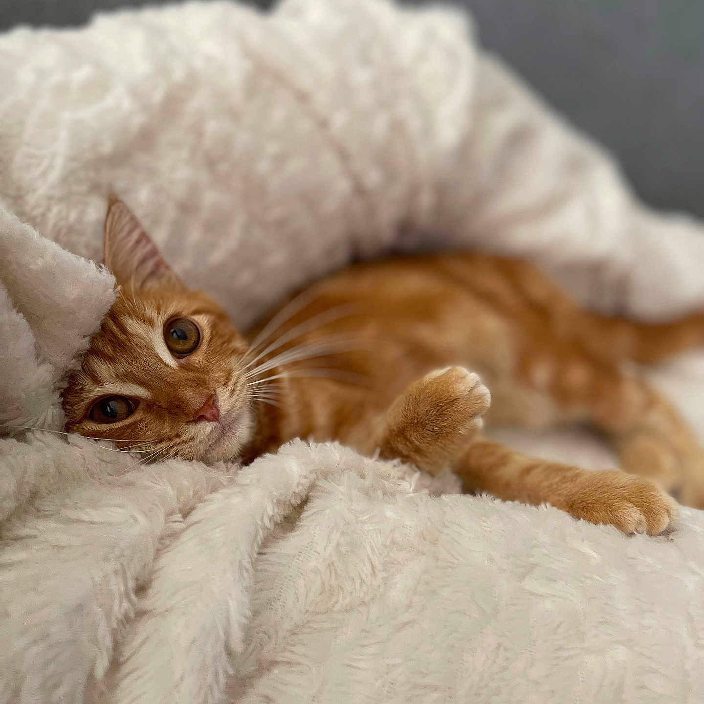Tigrou a rejoint le concours — aidez-le/la à gagner de superbes lots ! animal, cat, closeup, comfort, cozy, cute, domestic_cat, feline, fluffy_blanket, furry, indoor, lying_down, orange_tabby, pet, relaxed, resting, sleepy, soft_texture, warm, whiskers
