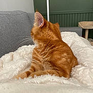 Tigrou a rejoint le concours — aidez-le/la à gagner de superbes lots ! cat, orange_tabby, fluffy_blanket, indoor, cozy, furniture, couch, wall, relaxing, pet, fur, ear, whiskers, home, domestic_animal, mammal, comfort, resting, animal, feline