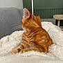 cat, orange_tabby, fluffy_blanket, indoor, cozy, furniture, couch, wall, relaxing, pet, fur, ear, whiskers, home, domestic_animal, mammal, comfort, resting, animal, feline