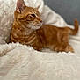 cat, ginger_cat, tabby, pet, animal, feline, fluffy_blanket, white_blanket, cozy, resting, indoor, fur, cute, sleepy, soft_texture, relaxed, side_profile, whiskers, ears, tail