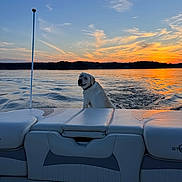 Mack joined the competition — help win amazing prizes! dog, labrador, boat, lake, sunset, sunrise, water, outdoors, nature, landscape, sky, clouds, sunlight, reflection, wake, travel, adventure, pet, animal, scenery
