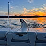 dog, labrador, boat, lake, sunset, sunrise, water, outdoors, nature, landscape, sky, clouds, sunlight, reflection, wake, travel, adventure, pet, animal, scenery