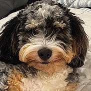 Jetty joined the competition — help win amazing prizes! dog, pet, curly_fur, black_fur, white_fur, tan_fur, lying_down, blanket, indoor, close_up, cute, fluffy, animal, mammal, companion, portrait, face, resting, fur_texture, canine