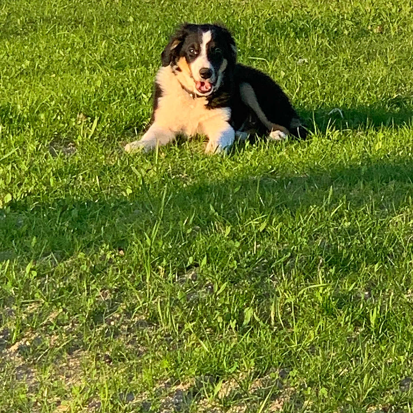 Aïko a rejoint le concours — aidez-le/la à gagner de superbes lots ! animal, ball, canine, dog, field, grass, grassland, green, hound, husky, lawn, nature, outdoors, park, pet, plant, puppy, sport, tennis, tennisball