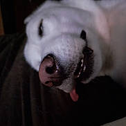Moon participe au concours pour gagner de l'argent avec cette photo : dog, white_dog, close_up, sleeping, tongue_out, pet, animal, face, nose, mouth, indoor, dim_light, cute, relaxed, fur, canine, portrait, resting, sleepy, lying_down