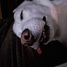 dog, white_dog, close_up, sleeping, tongue_out, pet, animal, face, nose, mouth, indoor, dim_light, cute, relaxed, fur, canine, portrait, resting, sleepy, lying_down