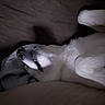 dog, white_dog, lying_down, relaxed, indoor, pet, fur, sleeping, shadow, cozy, animal, canine, resting, closeup, soft_light, quiet, peaceful, bed, blanket, paw
