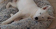 Moon a rejoint le concours — aidez-le/la à gagner de superbes lots ! dog, white_dog, sleeping, pet_bed, fluffy_bed, tile_floor, indoor, relaxed, cozy, resting, animal, canine, paw, ear, snout, fur, quiet, home, corner, calm