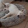 dog, white_dog, sleeping, pet_bed, fluffy_bed, tile_floor, indoor, relaxed, cozy, resting, animal, canine, paw, ear, snout, fur, quiet, home, corner, calm