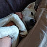 dog, white_dog, bed, blanket, paw, human_arm, snuggling, cozy, sleepy, fur, nose, ear, indoor, resting, cuddling, pet, domestic_animal, close_up, comfort, relaxation