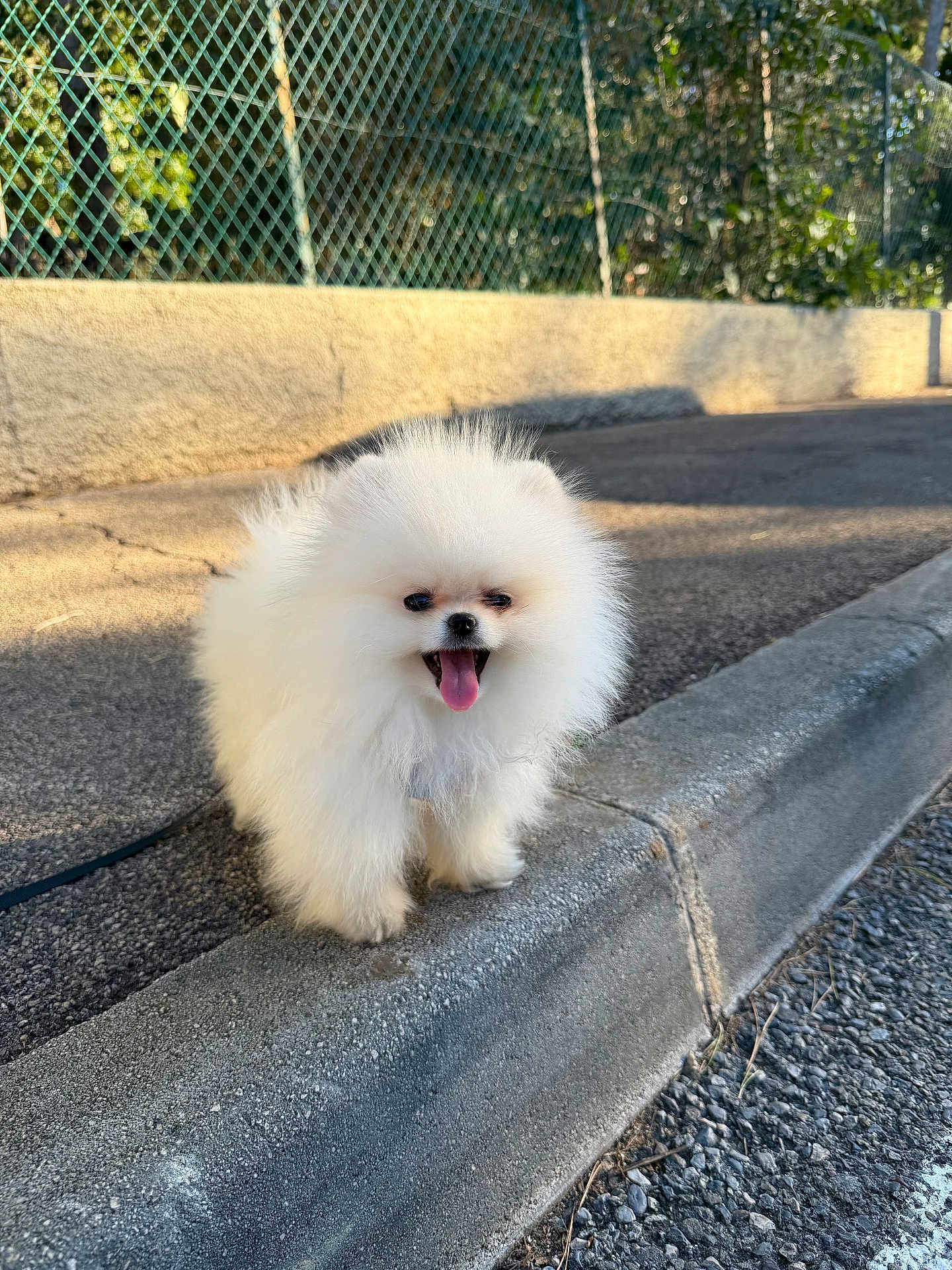 Appy a rejoint le concours — aidez-le/la à gagner de superbes lots ! dog, puppy, pomeranian, fluffy, white, tongue_out, sidewalk, curb, outdoor, sunlight, happy, pet, small_dog, street, fence, grass, shadow, cute, animal, canine