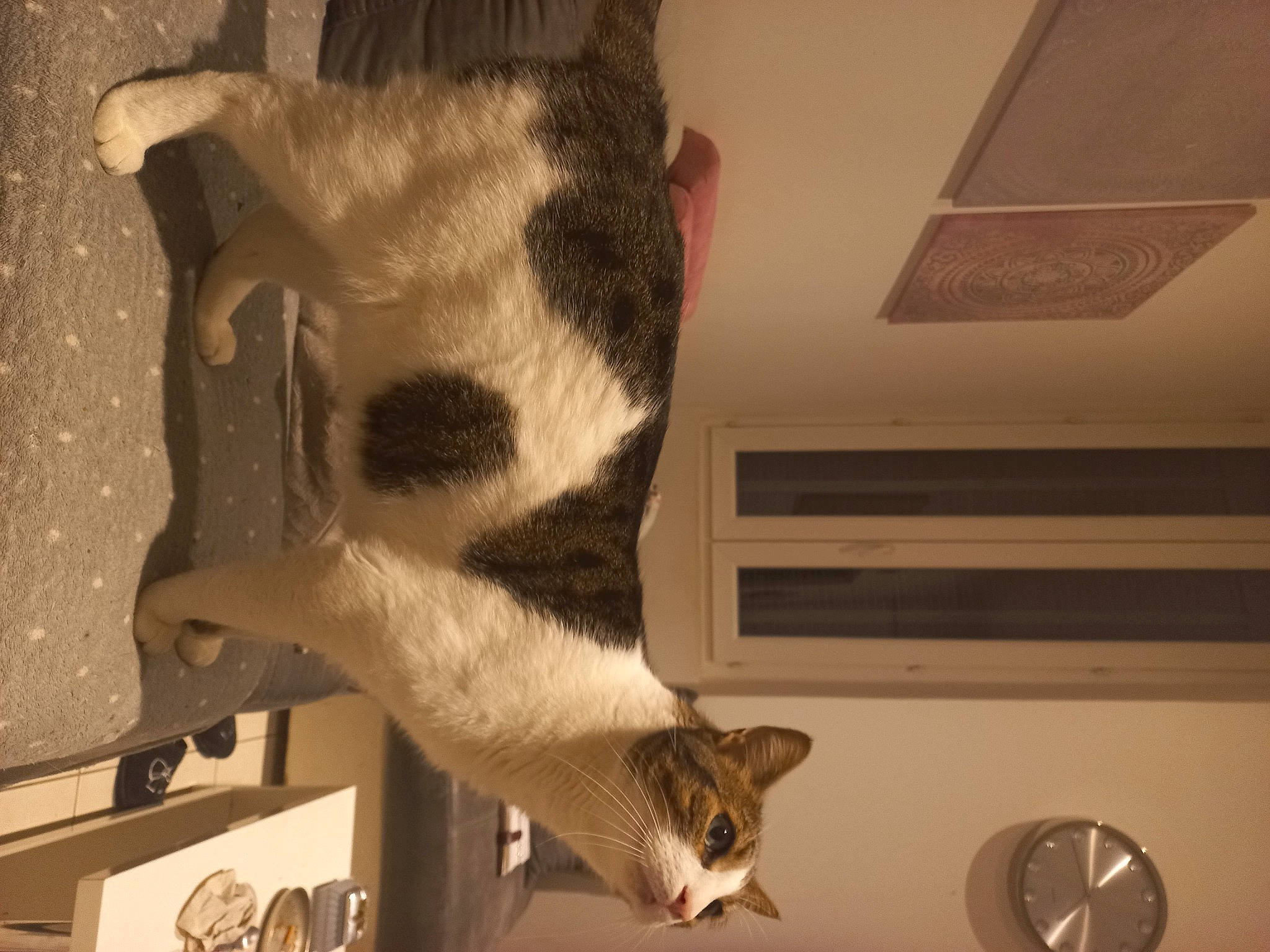 Easy participe au concours pour gagner de l'argent avec cette photo : carnivore, cat, cat_supply, ceiling, domestic_short_haired_cat, fawn, felidae, fur, hardwood, mechanical_fan, paw, pet_supply, room, small_to_medium_sized_cats, snout, tail, whiskers, wood