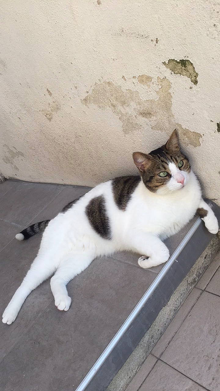 Easy participe au concours pour gagner de l'argent avec cette photo : carnivore, cat, domestic_short_haired_cat, eye, felidae, flooring, foot, fur, grey, hardwood, human_leg, paw, road_surface, sitting, small_to_medium_sized_cats, snout, tail, terrestrial_animal, whiskers, wood
