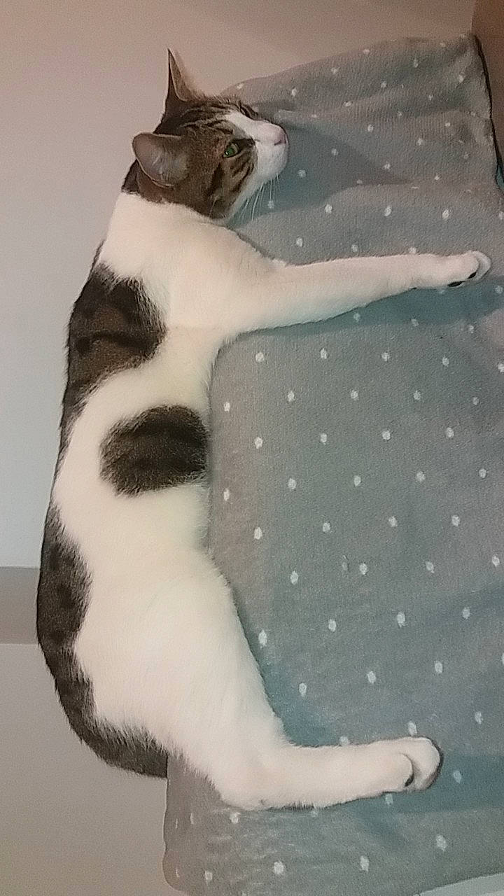 Easy participe au concours pour gagner de l'argent avec cette photo : carnivore, cat, claw, comfort, domestic_short_haired_cat, felidae, foot, formal_wear, fur, grey, linens, pattern, paw, sleeve, small_to_medium_sized_cats, snout, tail, terrestrial_animal, vertebrate, whiskers