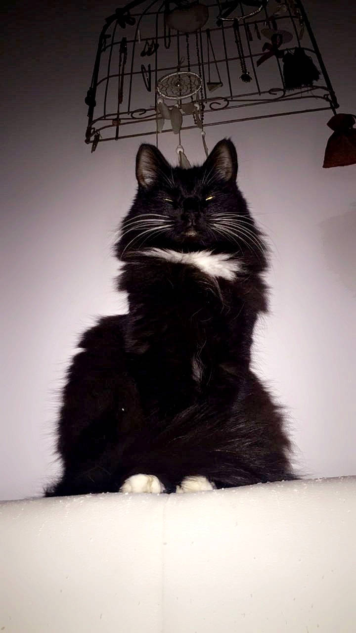 Maya participe au concours pour gagner de l'argent avec cette photo : black, black_and_white, black_cat, carnivore, cat, darkness, domestic_short_haired_cat, eye, felidae, fur, lamp, monochrome, monochrome_photography, sitting, small_to_medium_sized_cats, snout, style, tail, whiskers, window