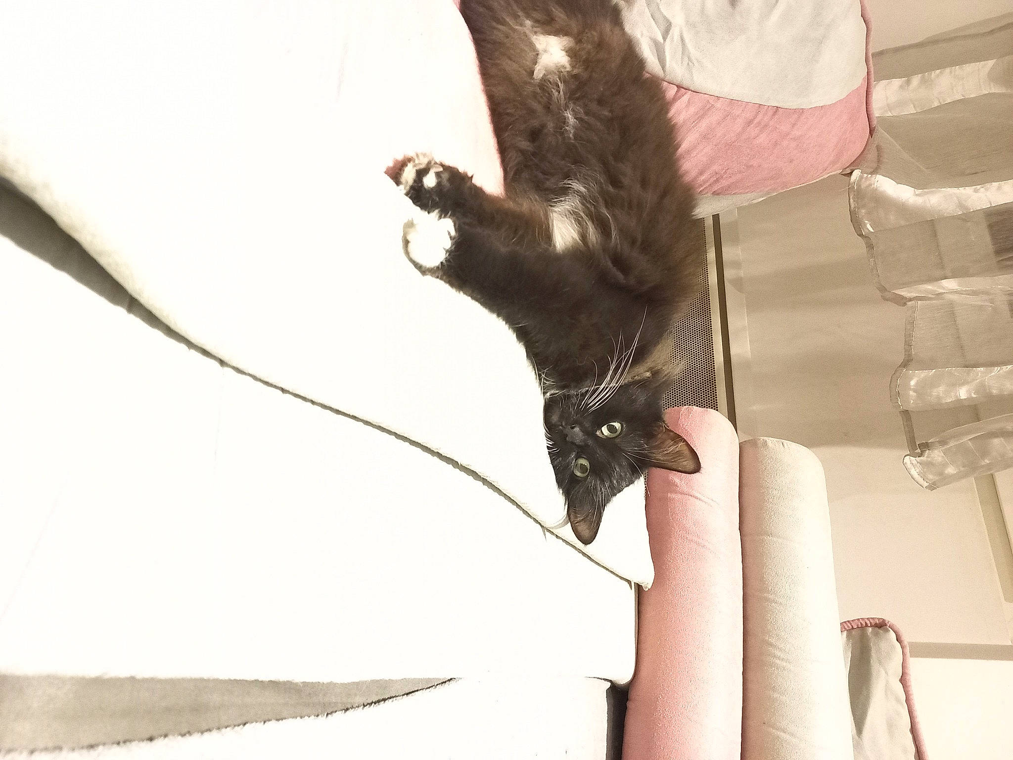 Maya a rejoint le concours — aidez-le/la à gagner de superbes lots ! bat, beak, bird, black_cat, carnivore, claw, dog_breed, domestic_short_haired_cat, feather, felidae, fur, human_leg, liver, small_to_medium_sized_cats, snout, tail, tints_and_shades, whiskers, window, wing