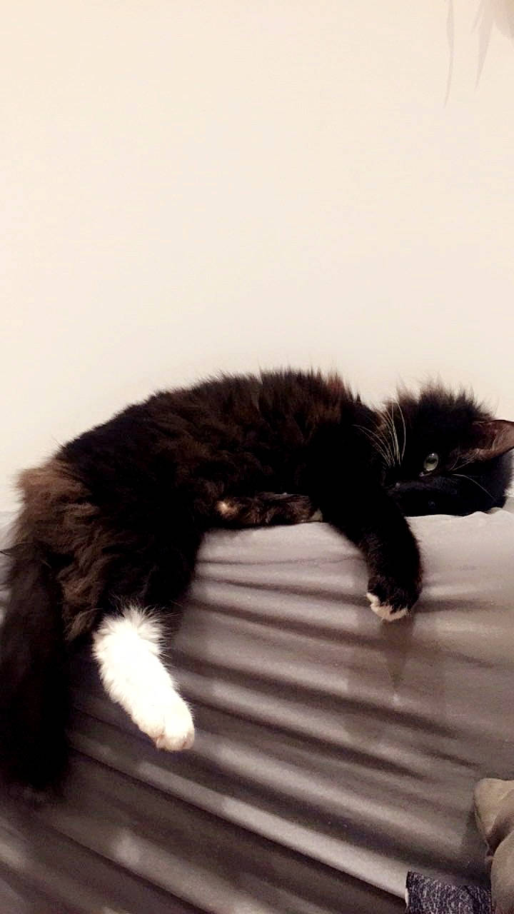 Maya participe au concours pour gagner de l'argent avec cette photo : black_cat, canidae, carnivore, cat, claw, comfort, dog_breed, domestic_short_haired_cat, felidae, fur, paw, small_to_medium_sized_cats, tail, terrestrial_animal, whiskers