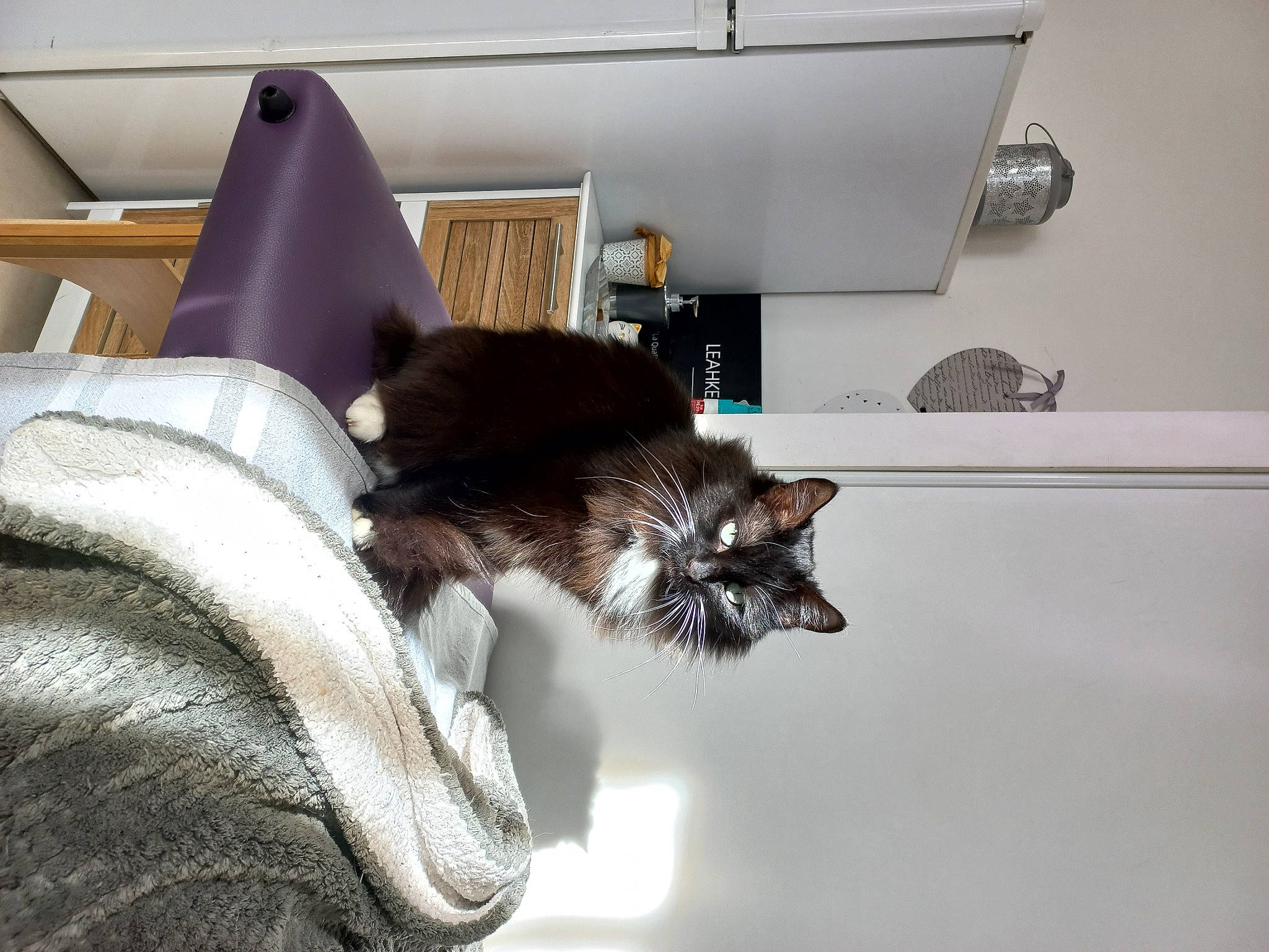 Maya a rejoint le concours — aidez-le/la à gagner de superbes lots ! black_cat, carnivore, cat, comfort, domestic_short_haired_cat, felidae, flooring, fur, grey, interior_design, lamp, linens, living_room, paw, picture_frame, room, sitting, small_to_medium_sized_cats, tail, whiskers