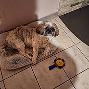 Vaiana participe au concours pour gagner de l'argent avec cette photo : dog, small_dog, fluffy, pet_bed, toy, plush_toy, flower_toy, tile_floor, indoor, wall, stone_wall, curious, relaxed, brown_dog, black_nose, ears, paw, looking_at_camera, home, cozy
