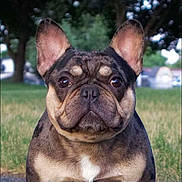 Monti is registered to the contest to win money with this photo: dog, french_bulldog, pet, animal, outdoor, grass, ears, face, canine, muzzle, fur, portrait, nature, cute, alert, brown, black, white, snout, park