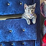 Truth joined the competition — help win amazing prizes! animal, blue_velvet, cat, cozy, curious, cute, decor, drawer, fur, furniture, home, indoor, kitten, paws, peeking, pet, playful, resting, small, soft_texture