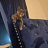 Truth is registered to the contest to win money with this photo: animal, cat, claw, climbing, cozy, curious, curtain, furniture, headboard, home, indoor, kitten, navy_blue, night, pet, soft, studs, velvet, wall, window
