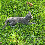 Truth is registered to the contest to win money with this photo: animal, cat, closeup, collar, daylight, feline, garden, grass, gray_cat, green, leaf, lying_down, mammal, nature, outdoor, pet, relaxed, side_view, sunlight, wildlife